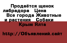 Продаётся щенок лабрадора › Цена ­ 30 000 - Все города Животные и растения » Собаки   . Крым,Ялта